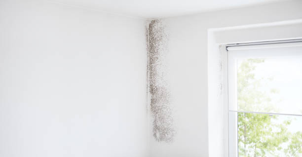 Best Mold Removal for HVAC Installations  in Mather, CA