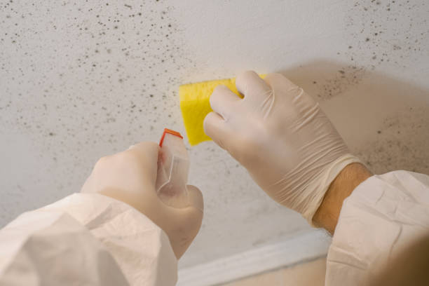 Best Post-Construction Mold Inspection  in Mather, CA