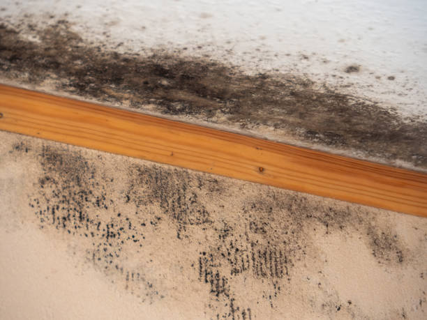 Mold Odor Removal Services in Mather, CA